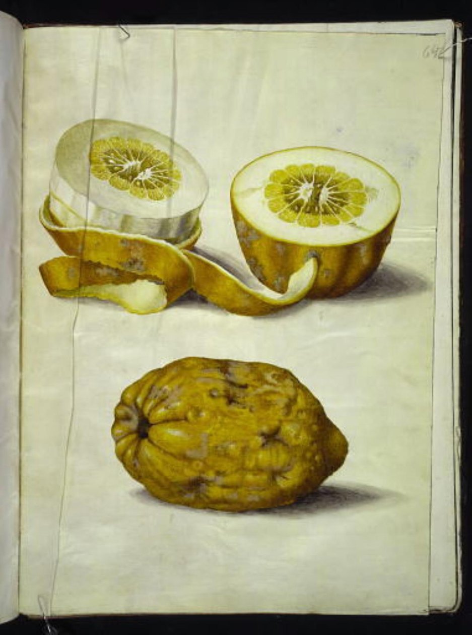 Citrus medica (cedrat) af Hans Simon Holtzbecker