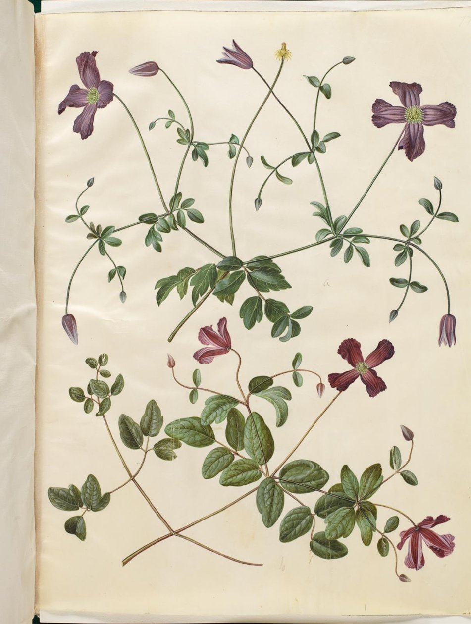 Clematis viticella (italiensk skovranke) af Hans Simon Holtzbecker