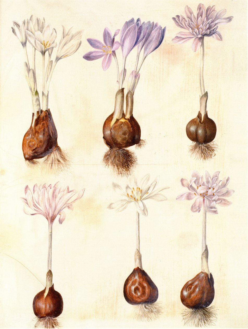Colchicum autumnale af Hans Simon Holtzbecker