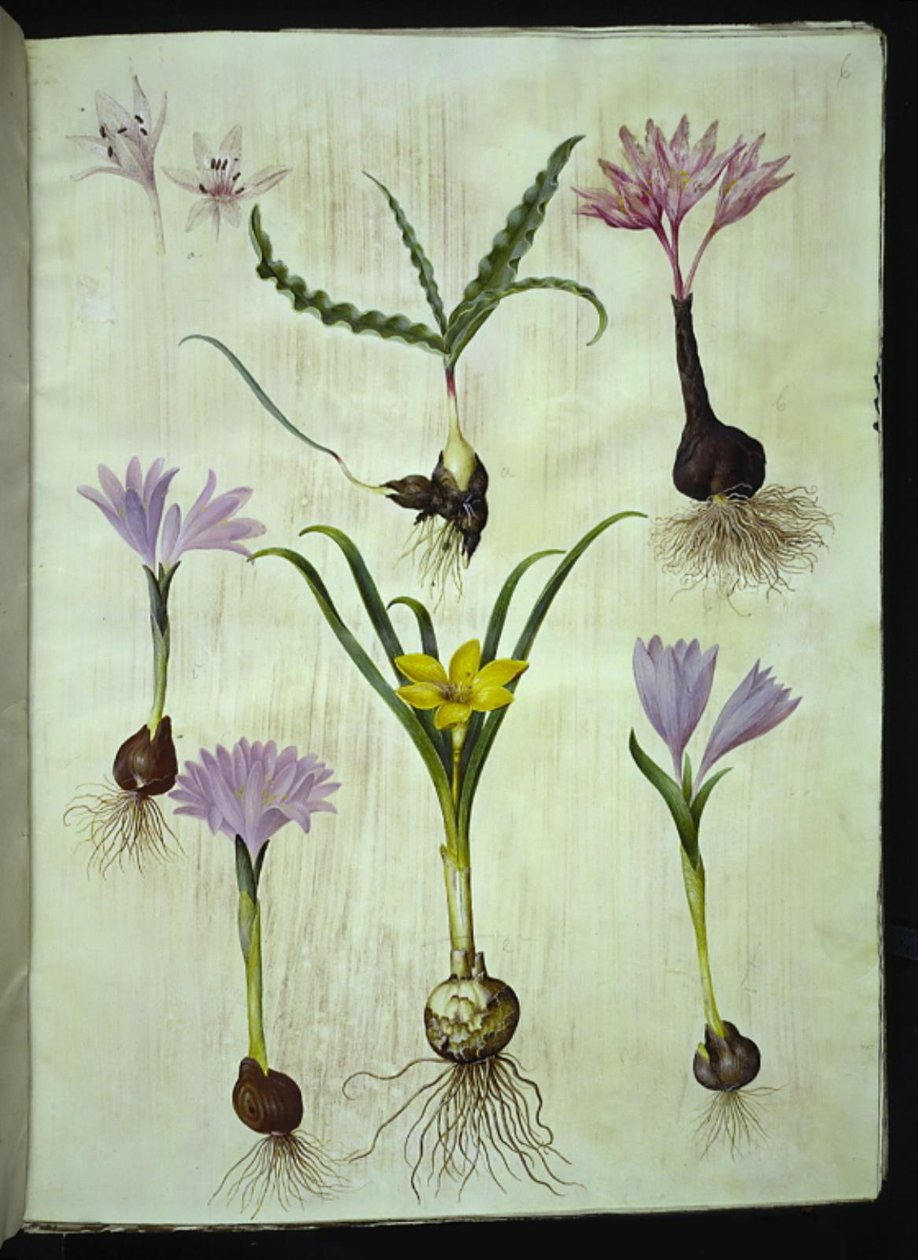 Colchicum broget (plettet tidløs); Bulbocodium vernum (vår-lysblomst); Sternbergia lutea (almindelig sternbergia) af Hans Simon Holtzbecker