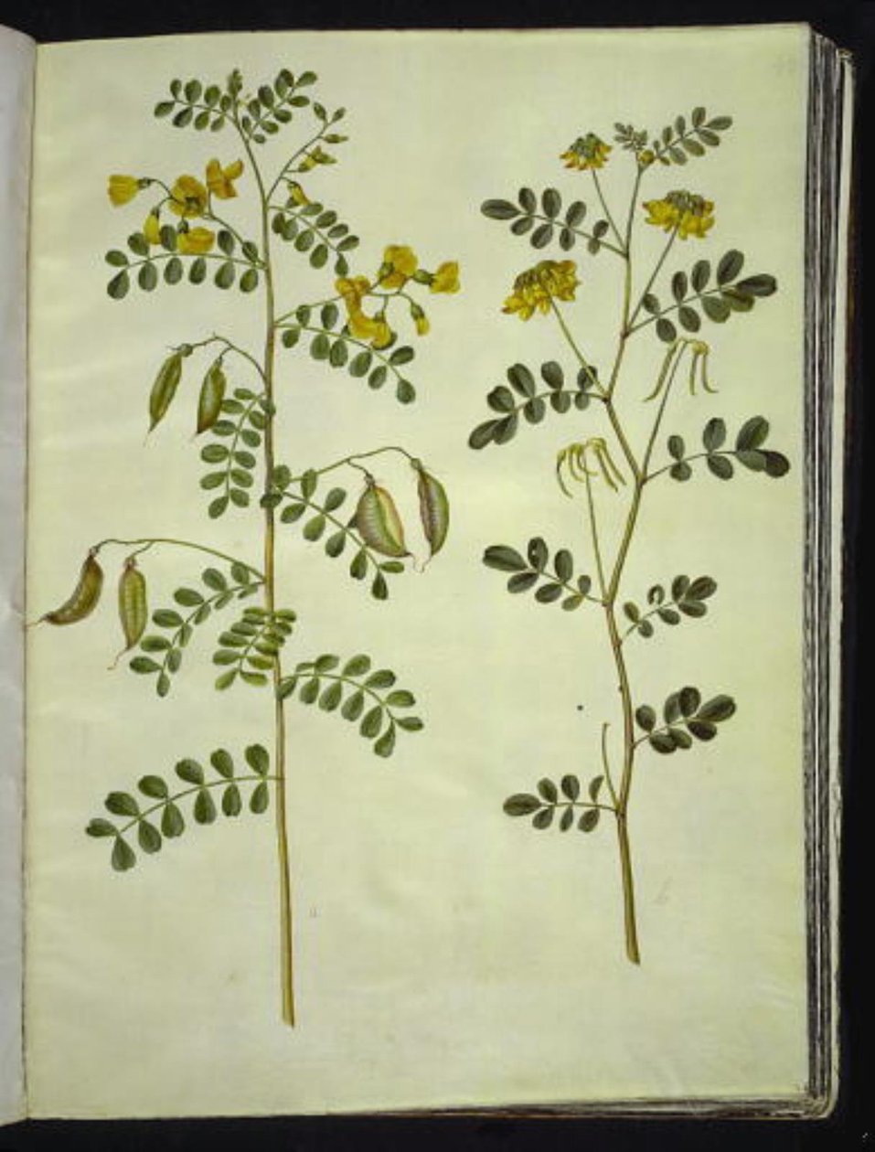 Colutea arborescens (almindelig blærebælg); Hippocrepis emerus (busk-hestesko) af Hans Simon Holtzbecker