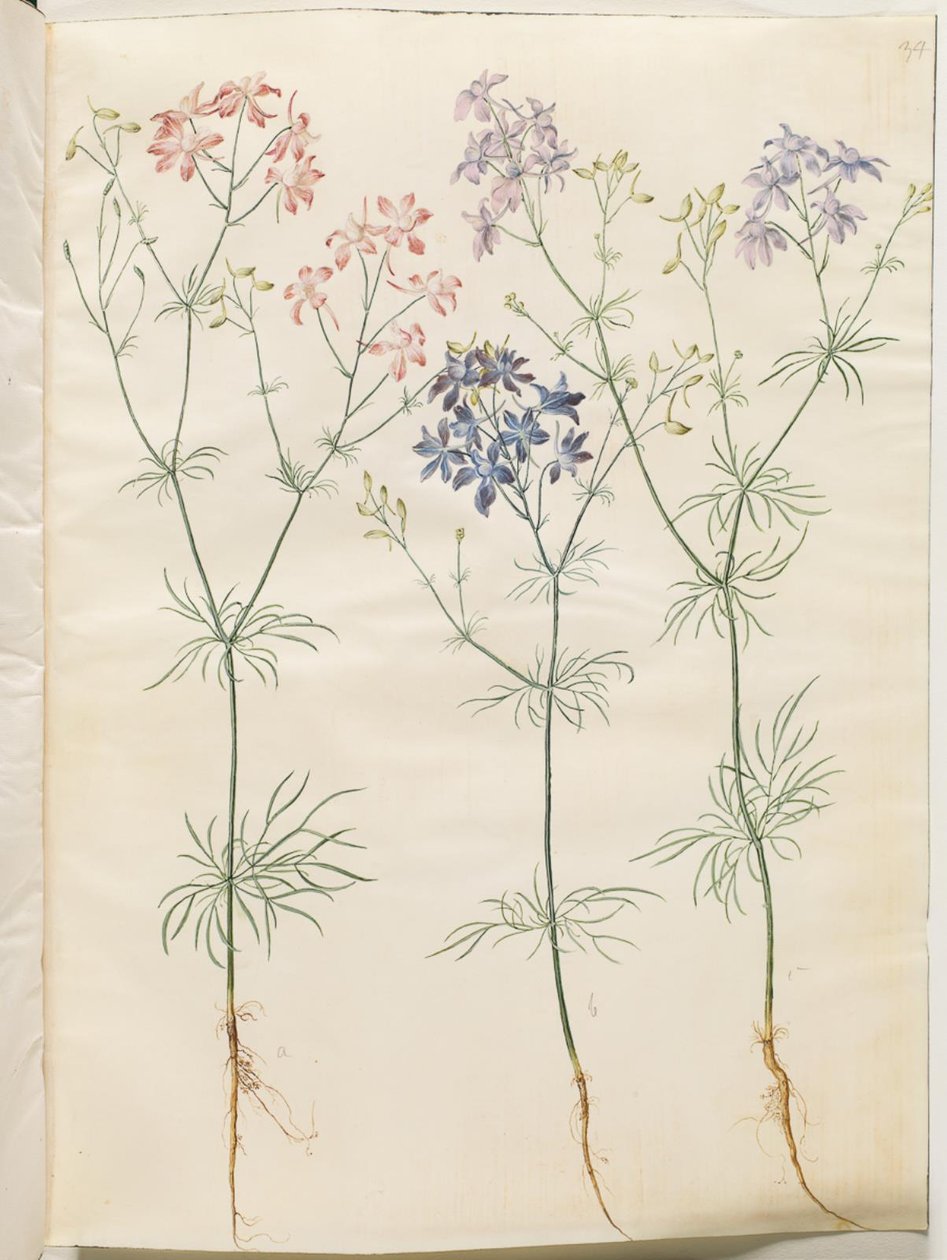 Consolithic Regalis (Corn-Riddursfore) af Hans Simon Holtzbecker
