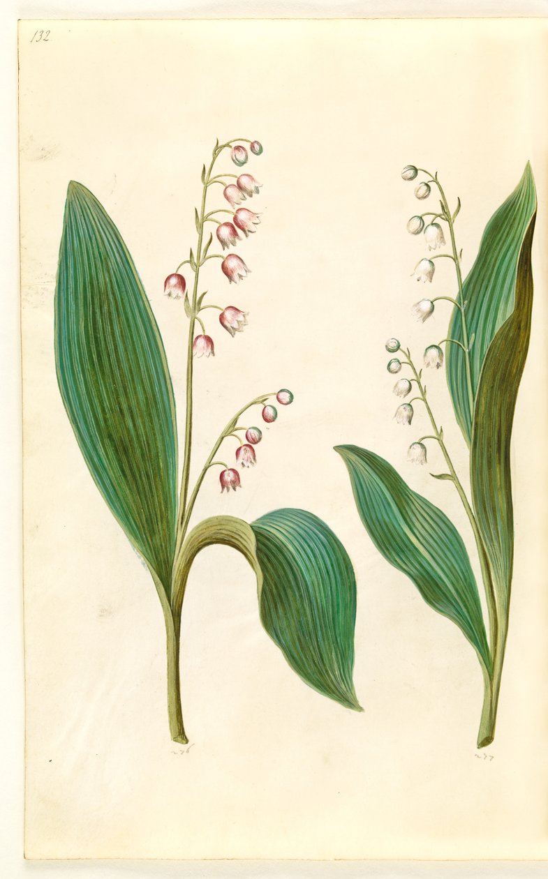 Convallaria majalis rosea (rød liljekonval); Convallaria majalis (liljekonval) af Hans Simon Holtzbecker