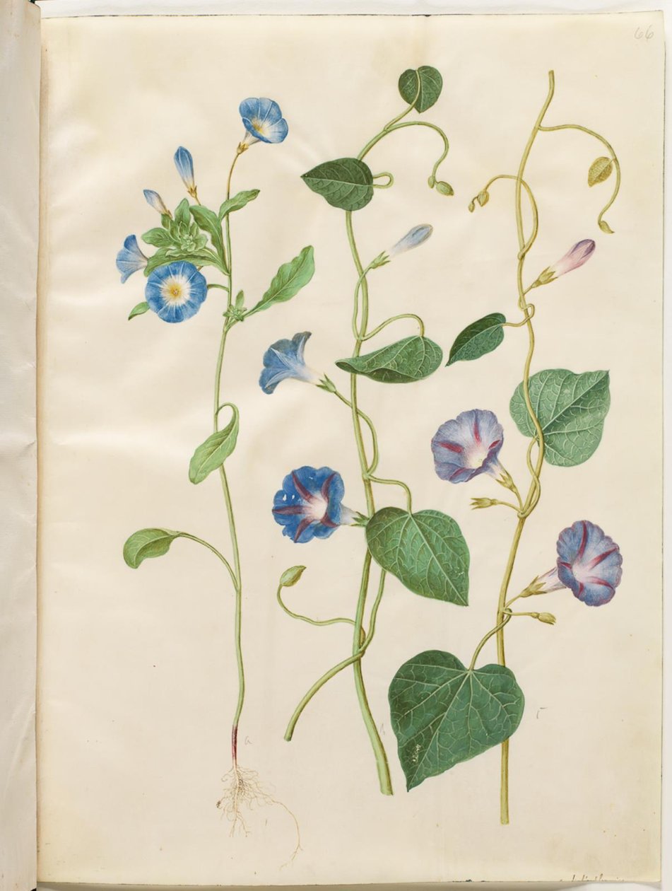 Convolvulus tricolor (jomfruskørt); Ipomoea purpurea (purpur-pragtsnerle) af Hans Simon Holtzbecker