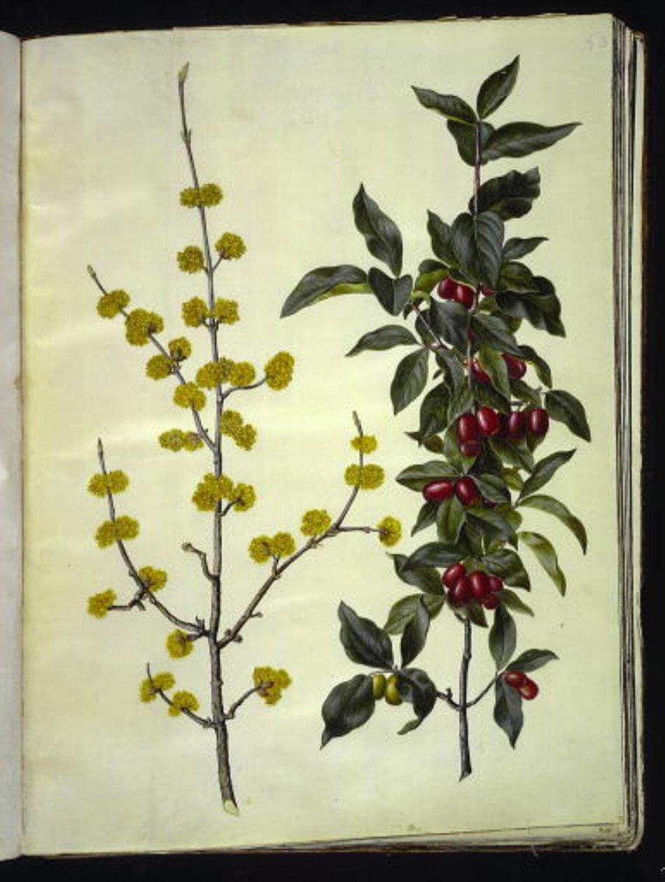 Cornus mas (kirsebær-kornel) af Hans Simon Holtzbecker