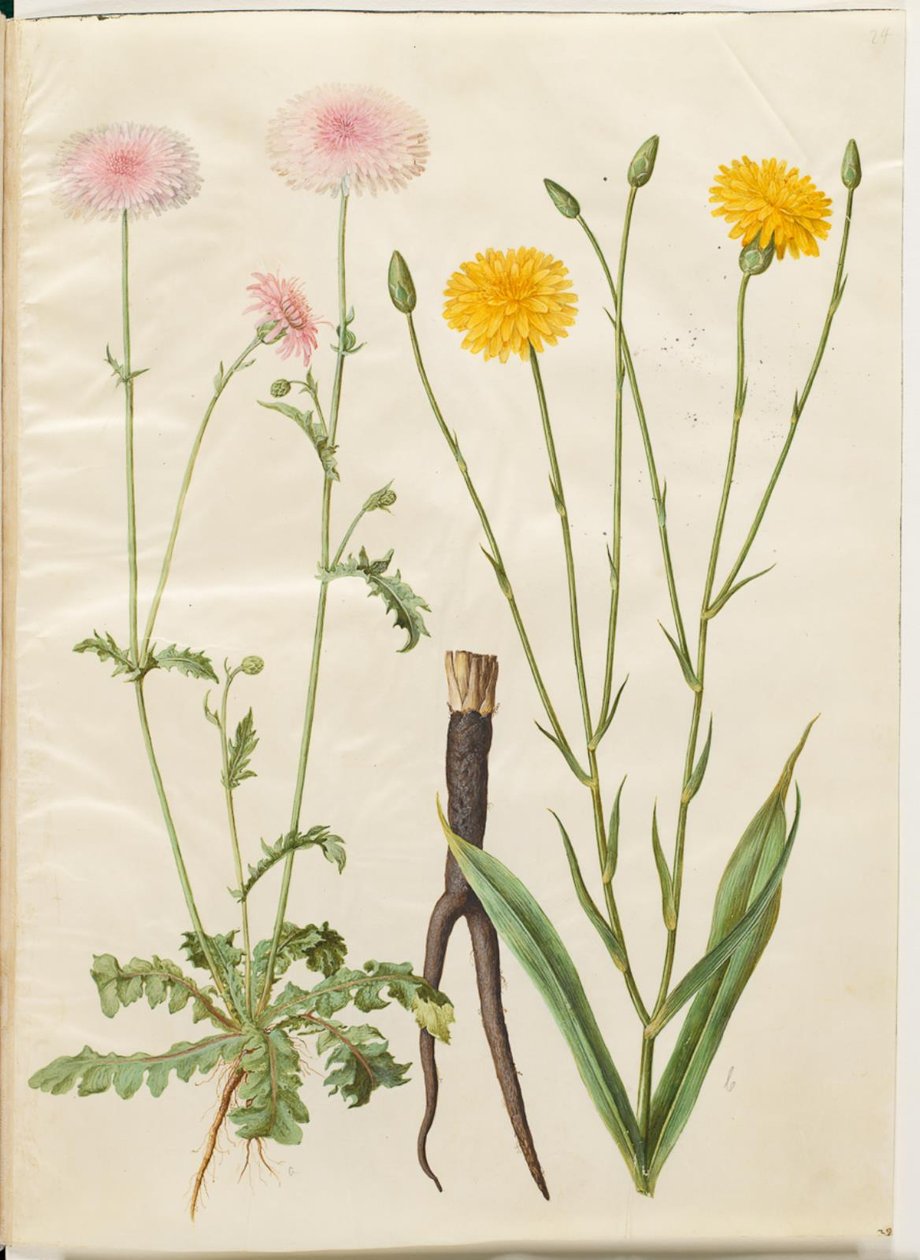 Crepis rubra (rød høgeskæg); Scorzonera hispanica (have-skorzoner) af Hans Simon Holtzbecker