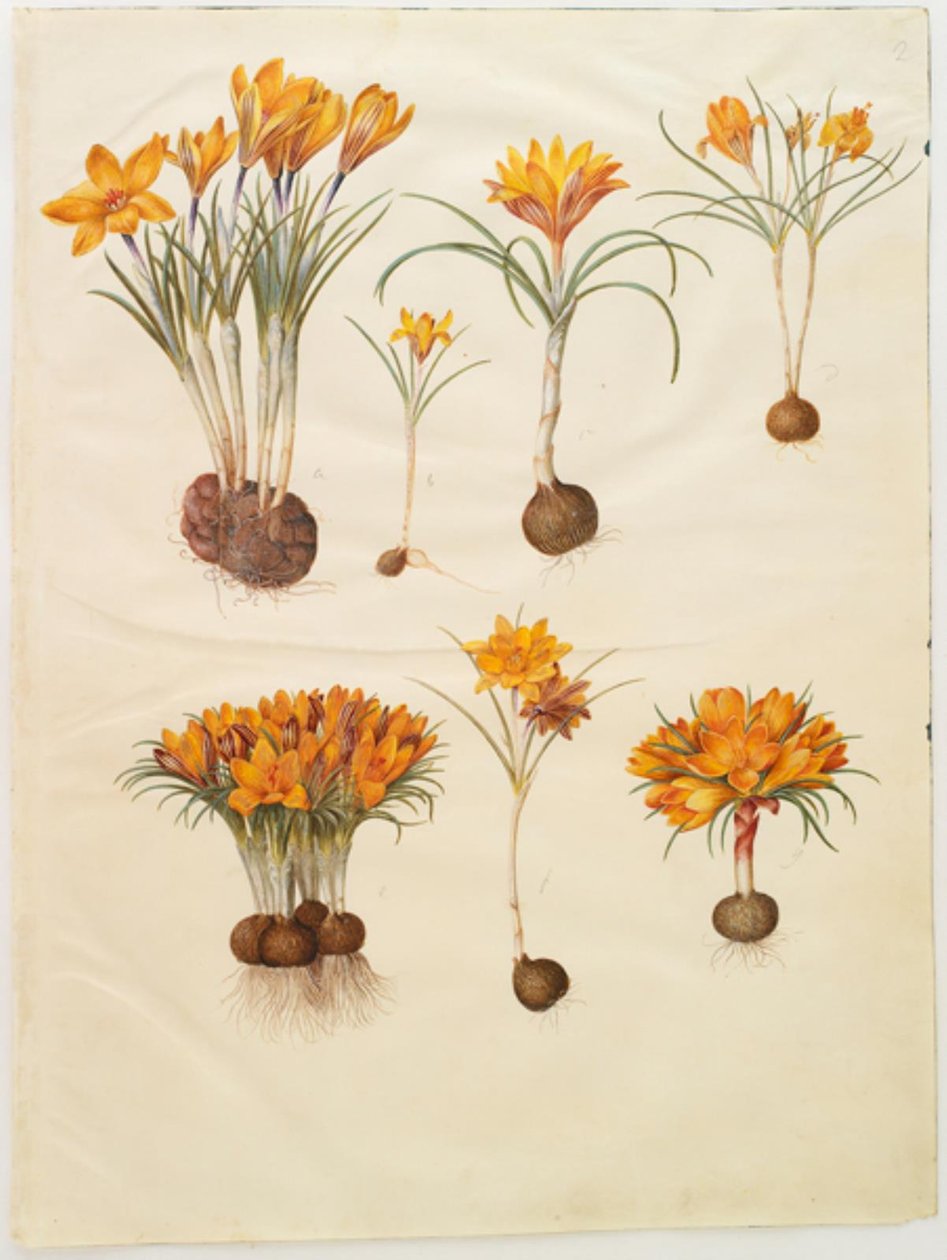 Krokus angustifolius (balkan-krokus) af Hans Simon Holtzbecker