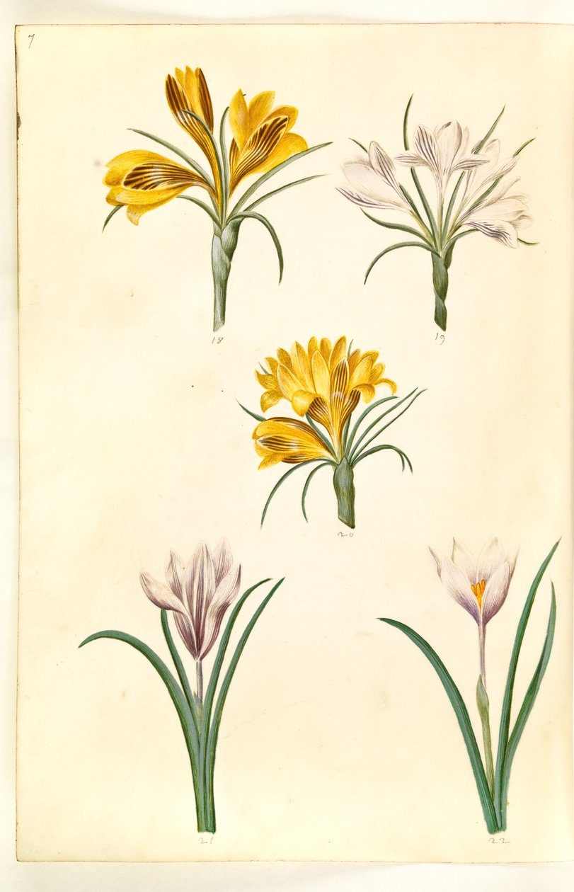 Krokus narrowfolius (Balkankrokus); Krokus versicolor (alpe-krokus); Forårskrokus (?) (vår-krokus) af Hans Simon Holtzbecker