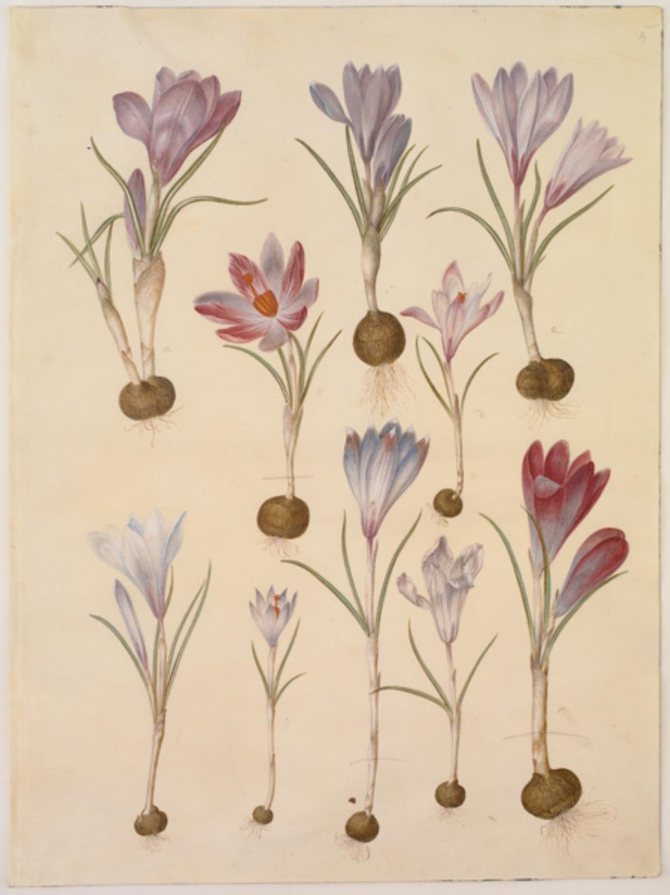 Crocus vernus (forårskrokus) af Hans Simon Holtzbecker