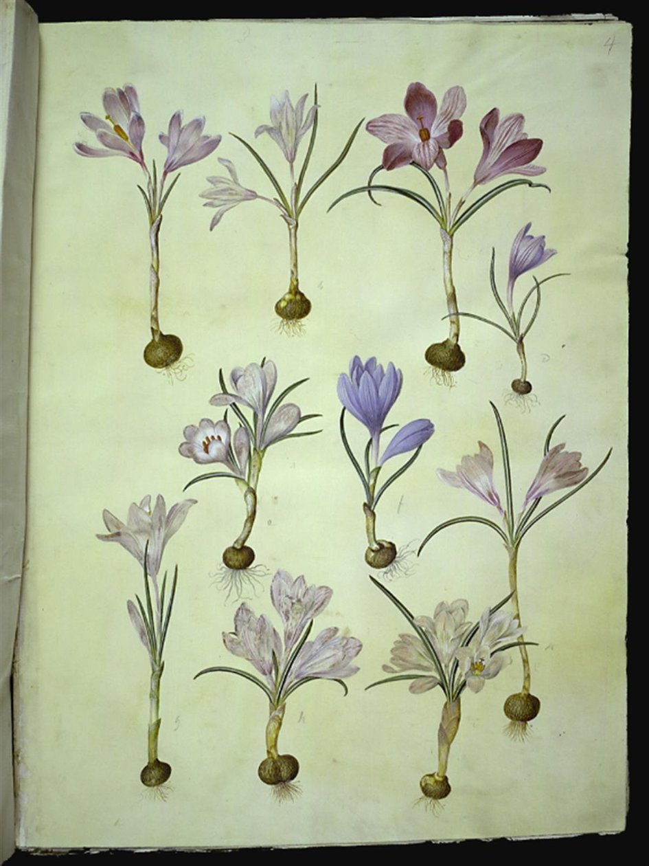 Crocus vernus (forårskrokus) af Hans Simon Holtzbecker