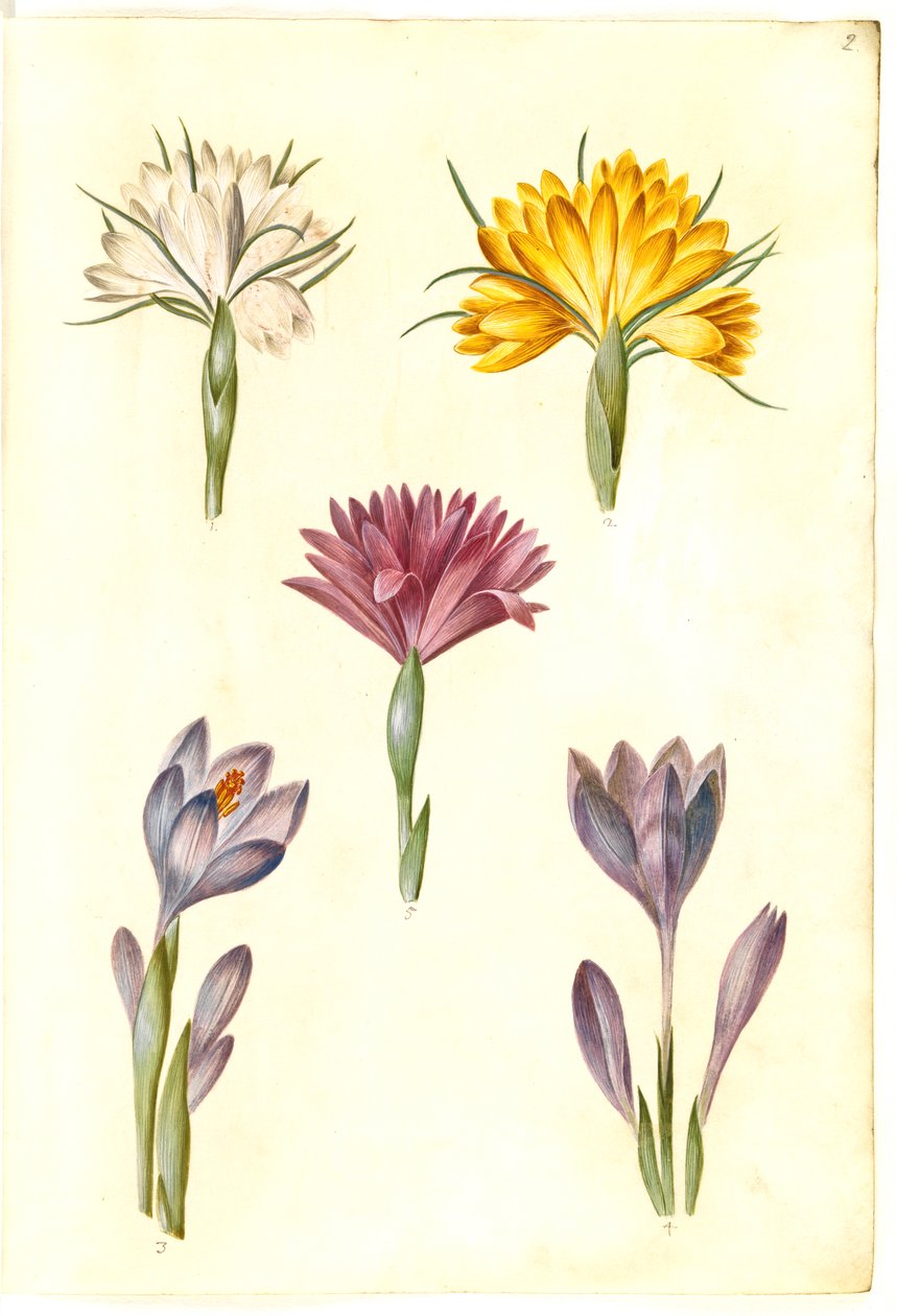 Forårskrokus (vår-krokus); Krokus narrowfolius (Balkankrokus); Bulbocodium vernum (?) (vår-lysblomst) af Hans Simon Holtzbecker