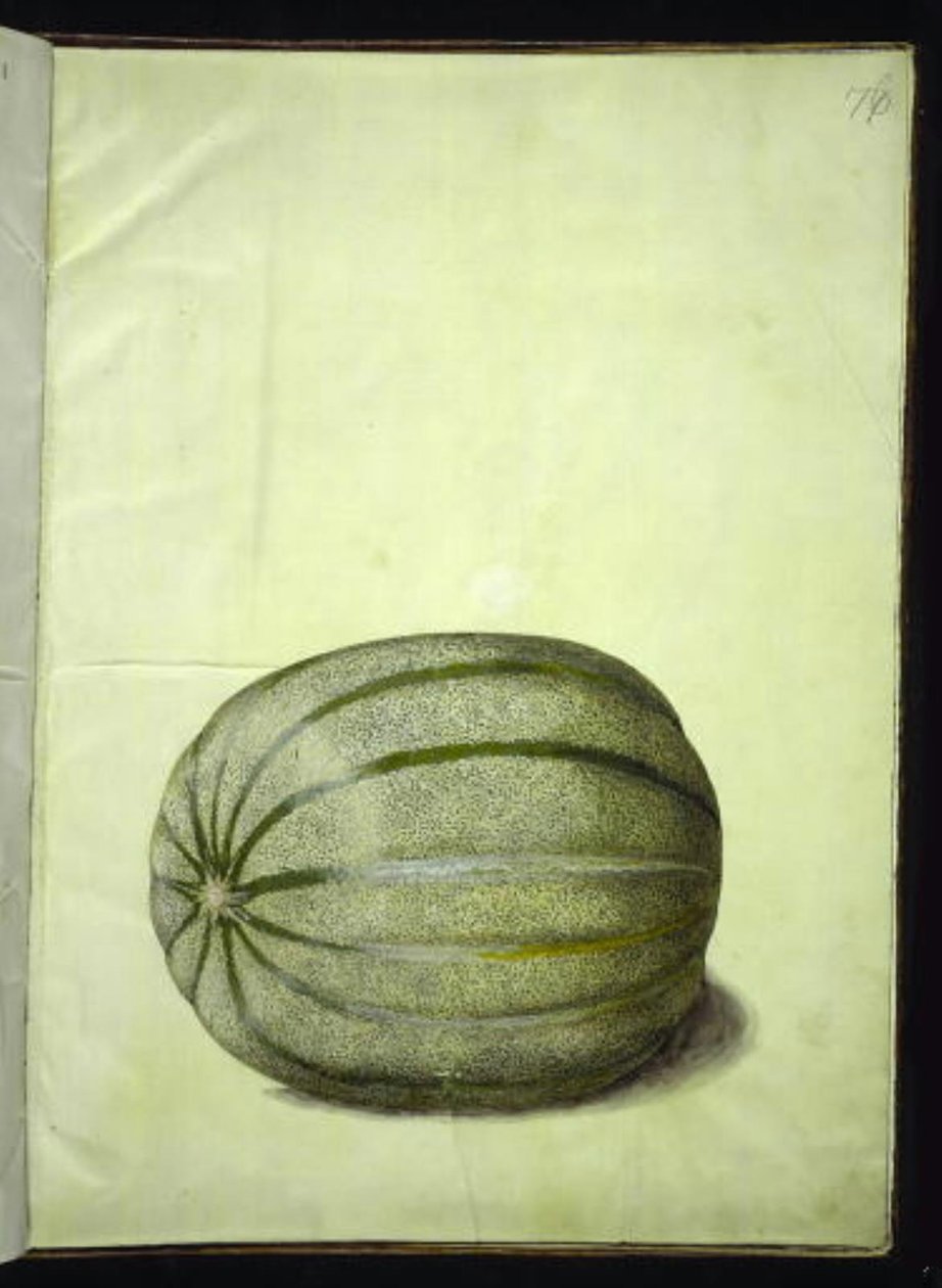 Cucumis melo (melon) af Hans Simon Holtzbecker