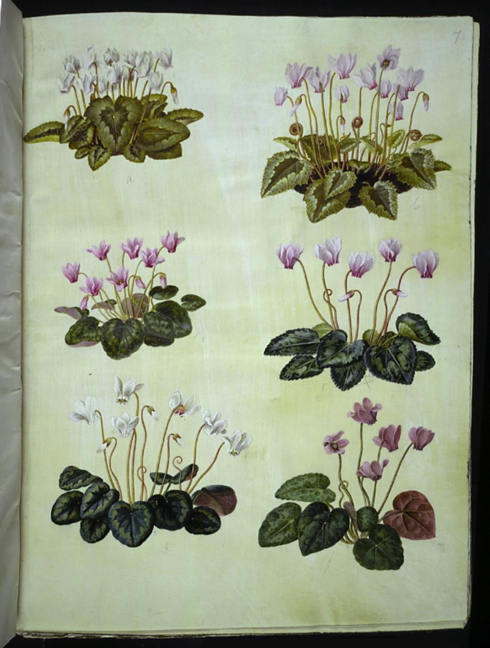 Cyclamen hederifolium (vedbendbladet alpeviol); Cyclamen purpurascens (ægte alpeviol) af Hans Simon Holtzbecker