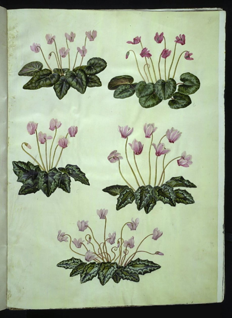 Cyclamen purpurascens (ægte alpeviol); Cyclamen hederifolium (vedbendbladet alpeviol) af Hans Simon Holtzbecker