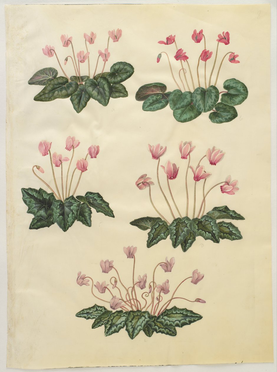 Cyclamen purpurascens; Cyclamen hederifolium af Hans Simon Holtzbecker