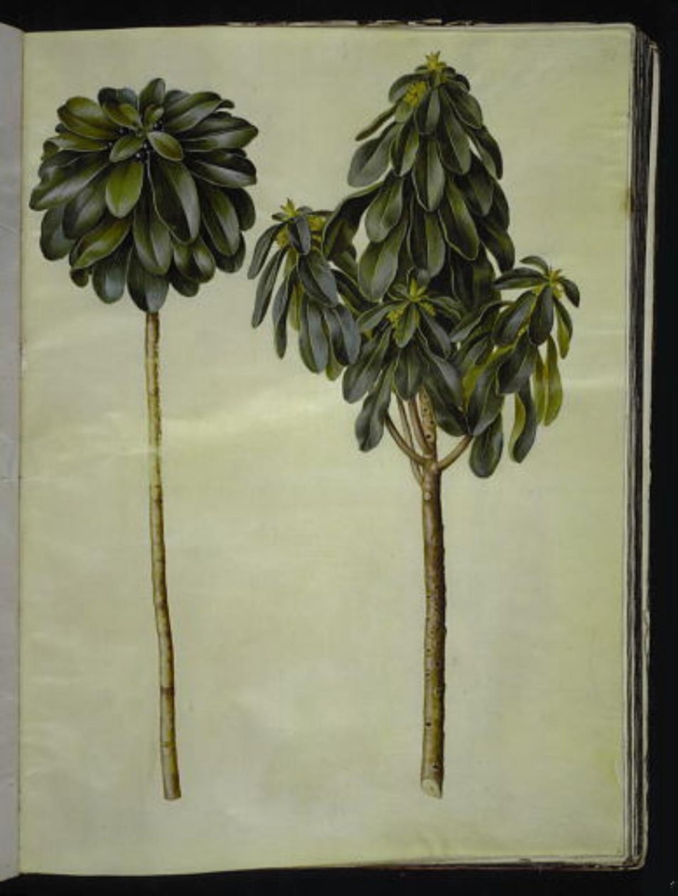 Daphne laureola (laurbær-daphne) af Hans Simon Holtzbecker