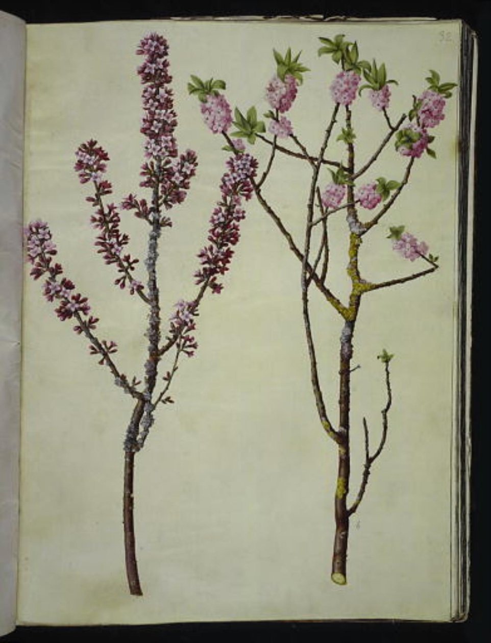 Daphne mezereum (peberbusk) af Hans Simon Holtzbecker