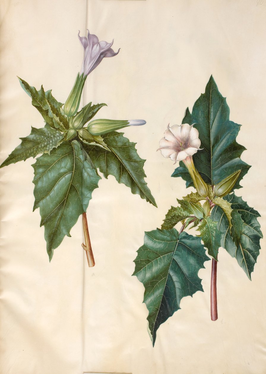 Datura stramonium (almindelig pigæble) af Hans Simon Holtzbecker
