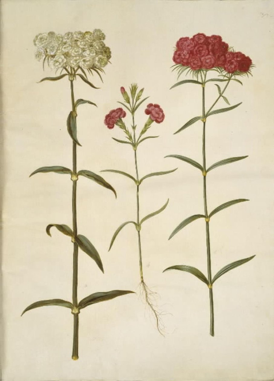 Dianthus barbatus (studenter-nellike); Dianthus (art af nellike) af Hans Simon Holtzbecker