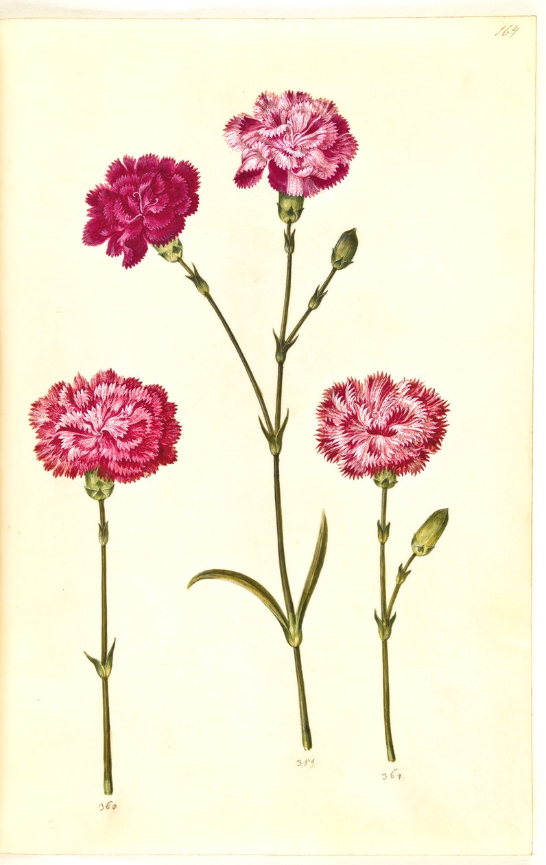 Dianthus caryophyllus (have-nellike) af Hans Simon Holtzbecker