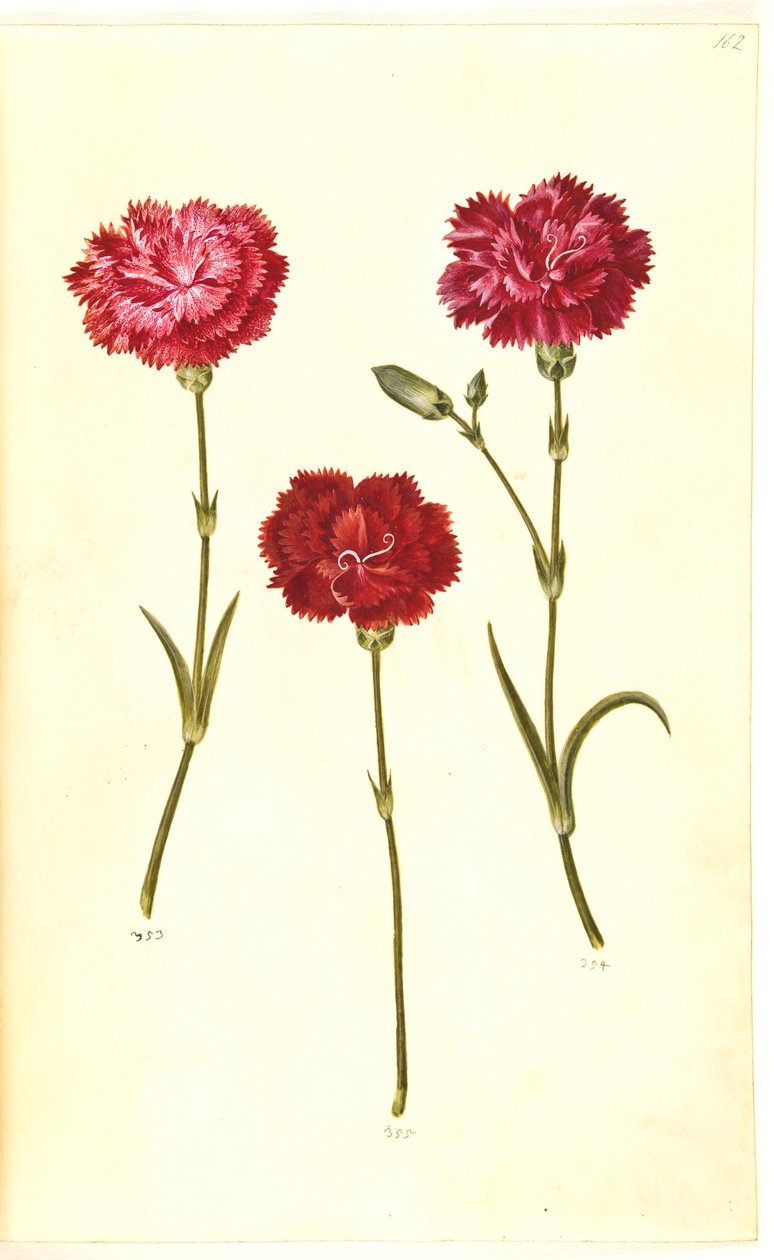 Dianthus caryophyllus (have-nellike) af Hans Simon Holtzbecker