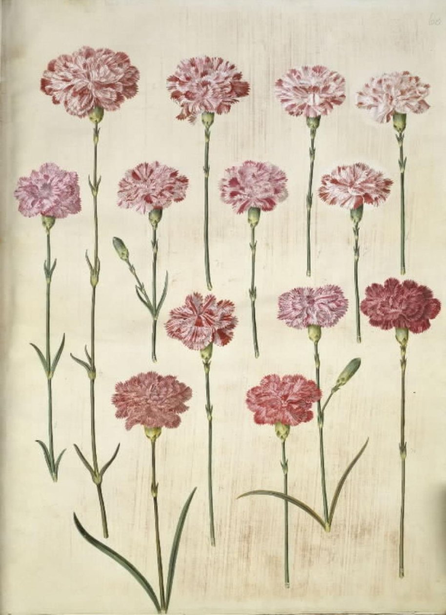Dianthus caryophyllus (have-nellike) af Hans Simon Holtzbecker