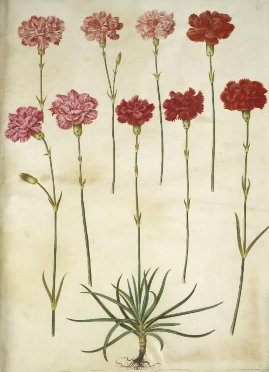 Dianthus caryophyllus (have-nellike) af Hans Simon Holtzbecker