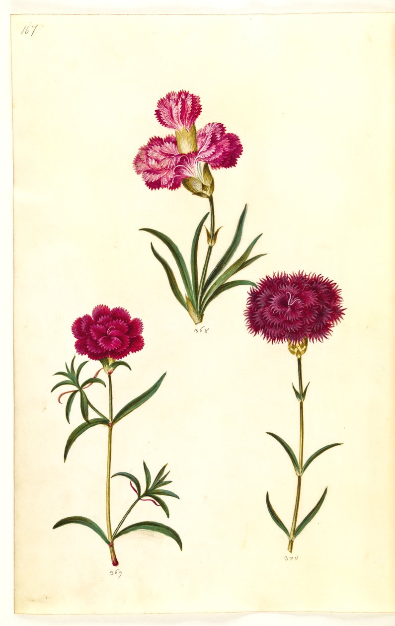 Dianthus caryophyllus (have-nellike) af Hans Simon Holtzbecker