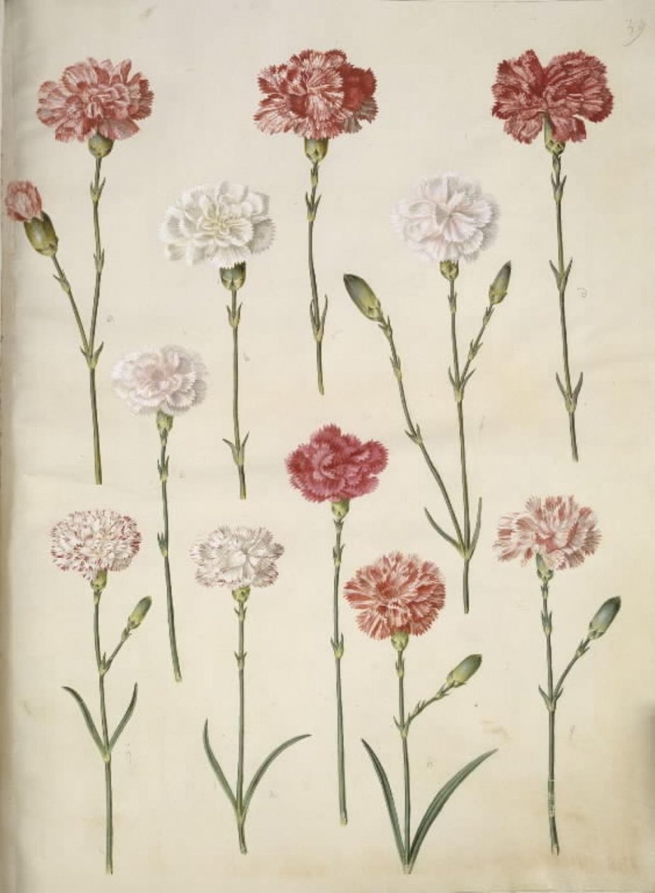 Dianthus caryophyllus (have-nellike) af Hans Simon Holtzbecker