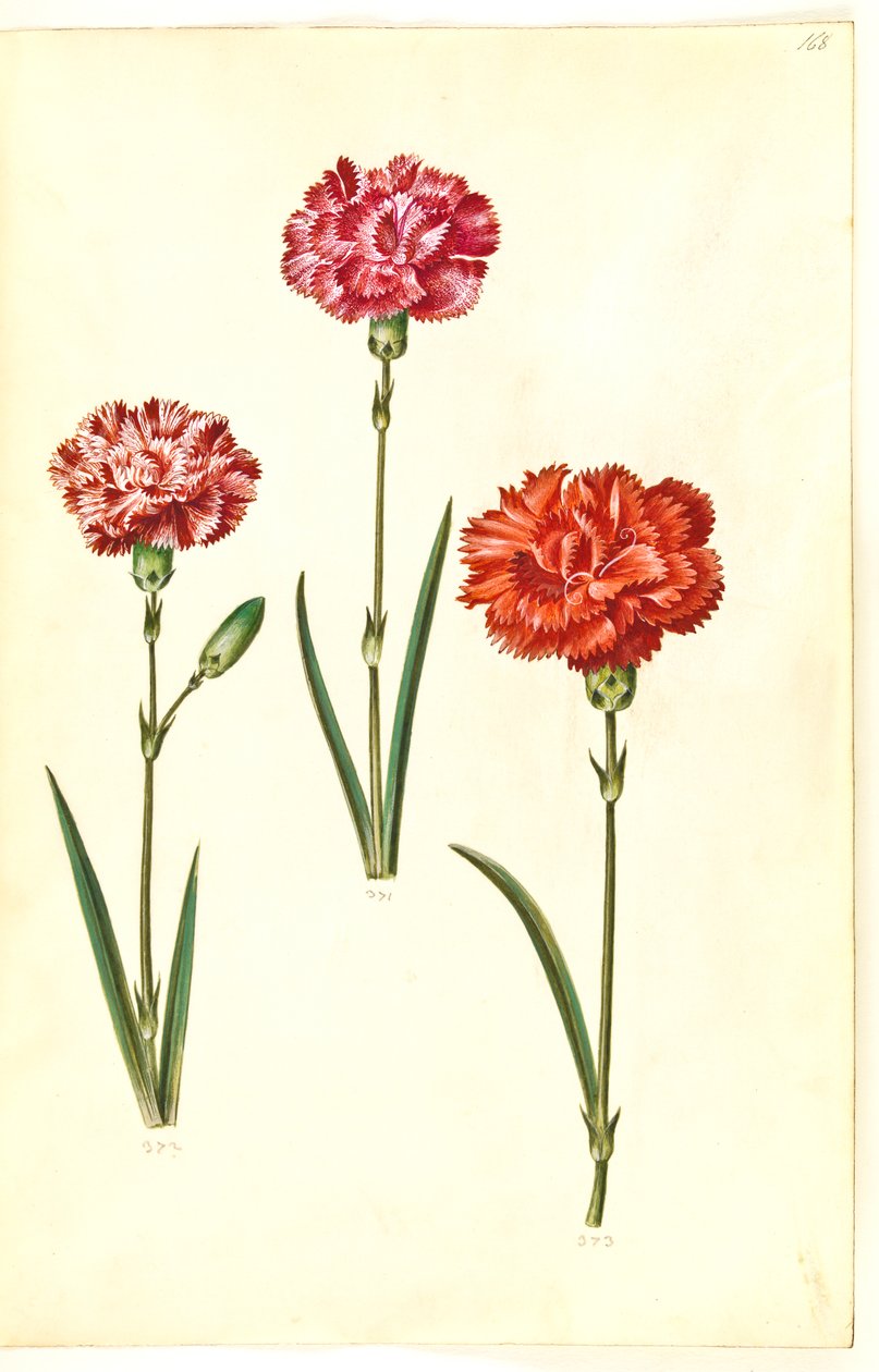 Dianthus caryophyllus (have-nellike) af Hans Simon Holtzbecker