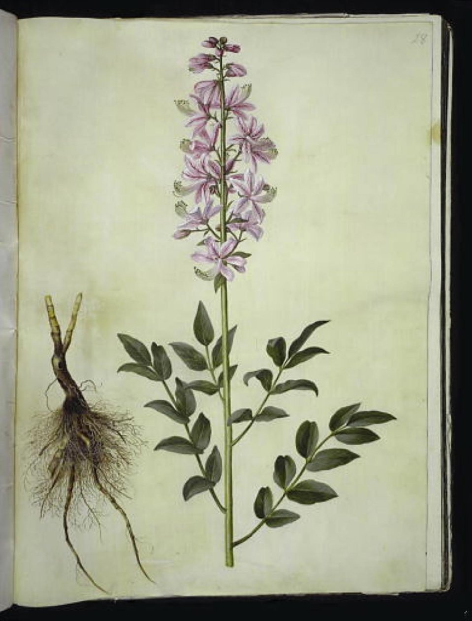 hvid diktam (hvid diktam) af Hans Simon Holtzbecker