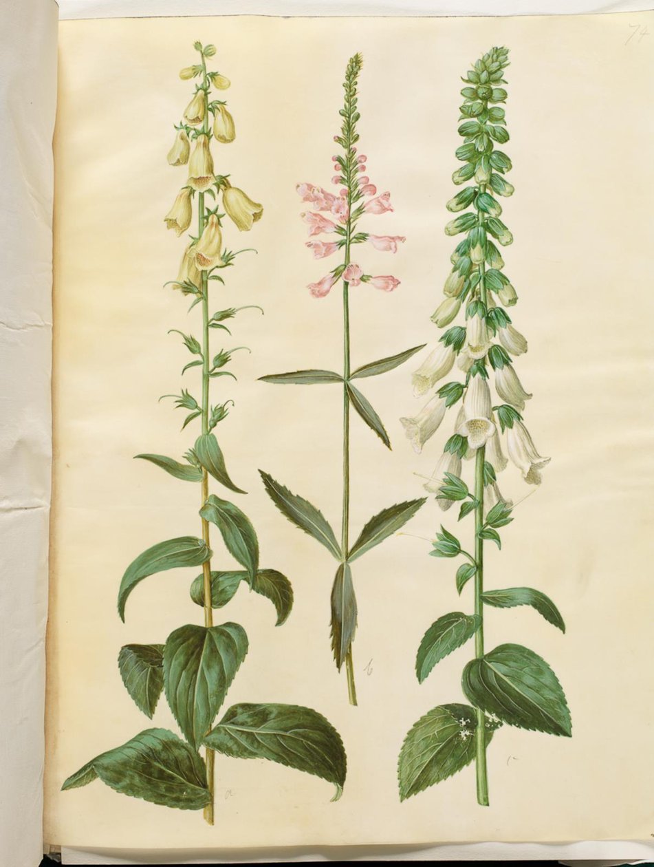 Digitalis grandiflora (storblomstret fingerbøl); Physostegia virginiana (drejeblomst); Digitalis purpurea (almindelig fingerbøl) af Hans Simon Holtzbecker
