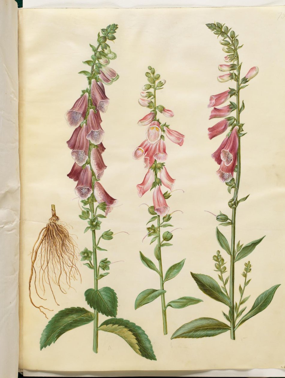 Digitalis purpurea (almindelig fingerbøl) af Hans Simon Holtzbecker