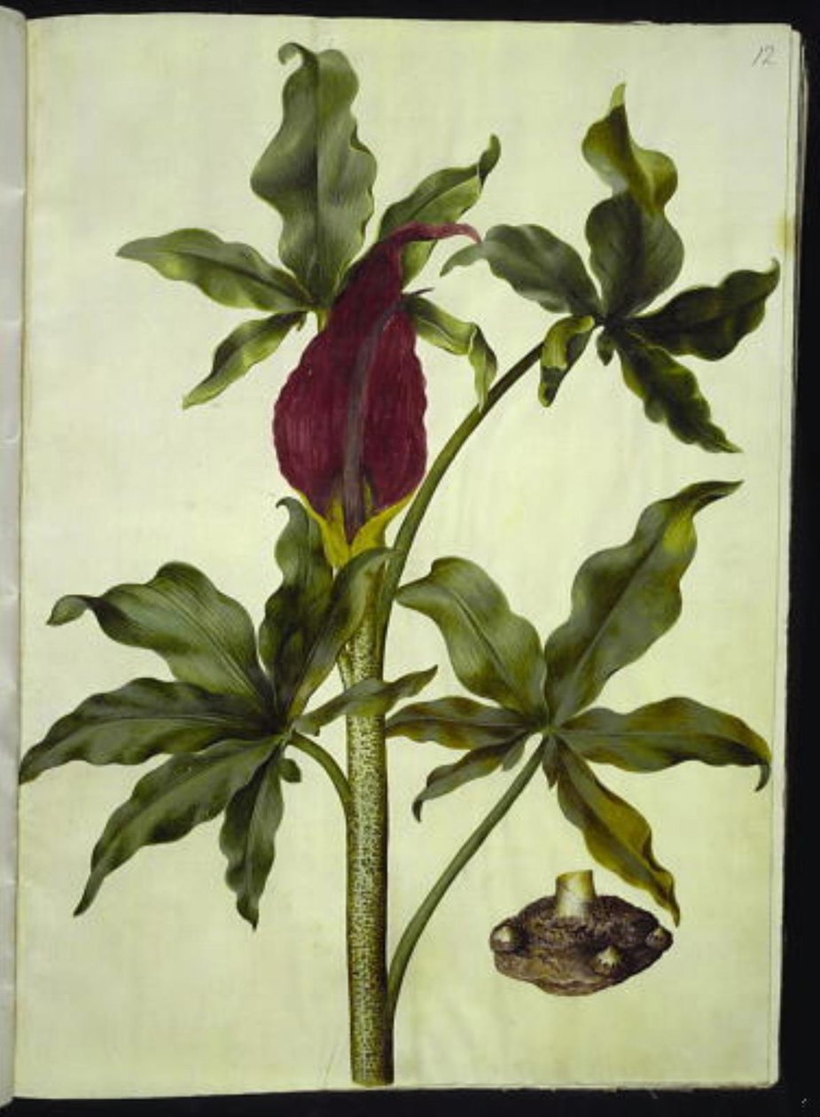 Dracunculus vulgaris (almindelig dragerod) af Hans Simon Holtzbecker