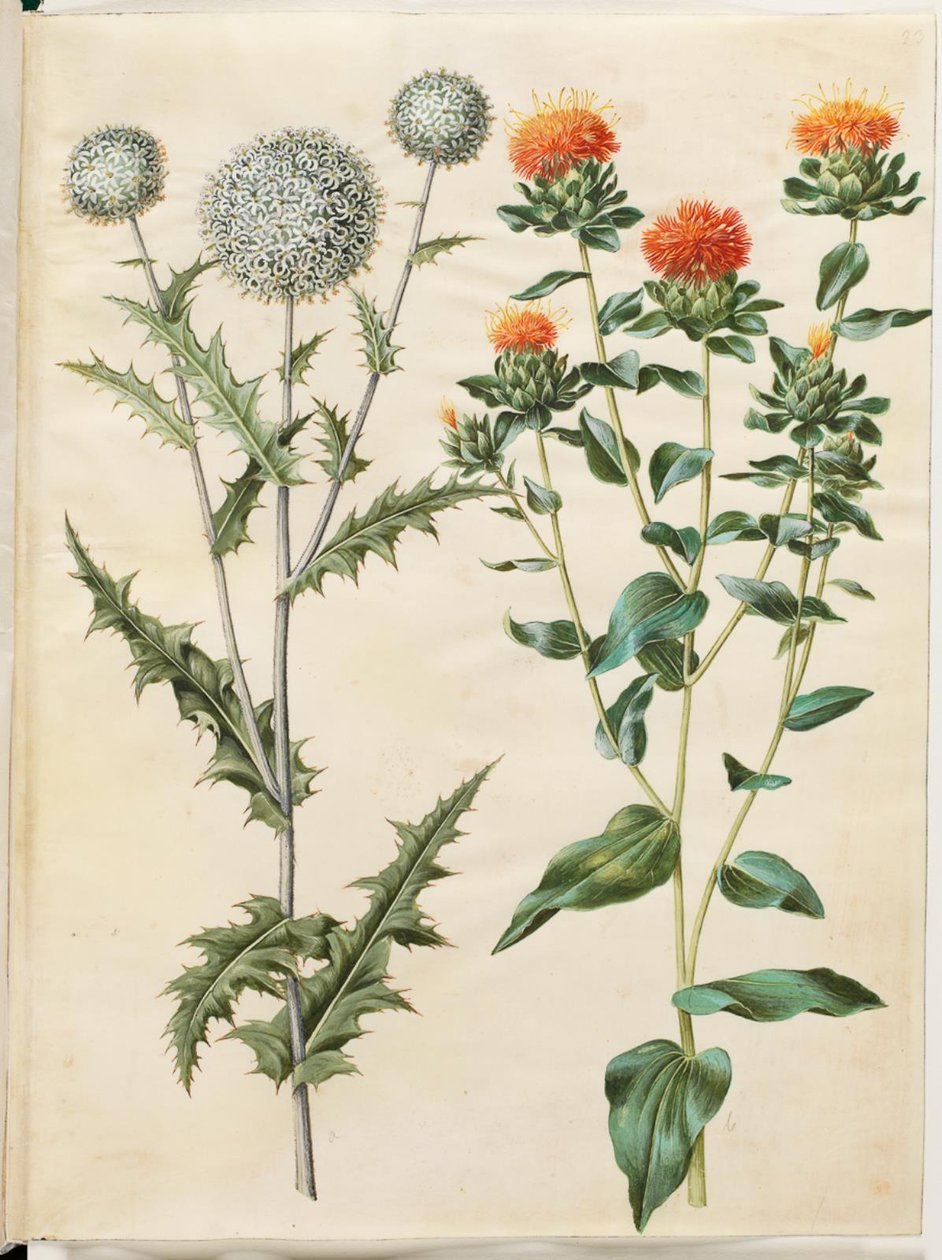 Echinops sphaerocephalus (almindelig tidselkugle); Farvning af tidsel (gul saflortidsel) af Hans Simon Holtzbecker