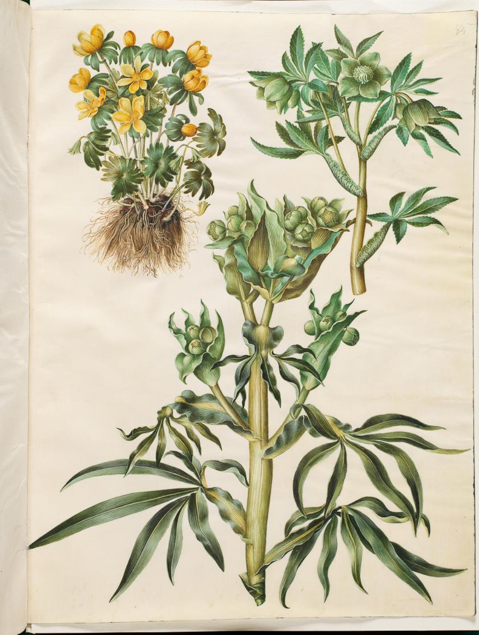 Eranthis vinter (har været); Grøn Helleborus (grøn nyserod); Helleborus stinkus (stinkende nyserod) af Hans Simon Holtzbecker
