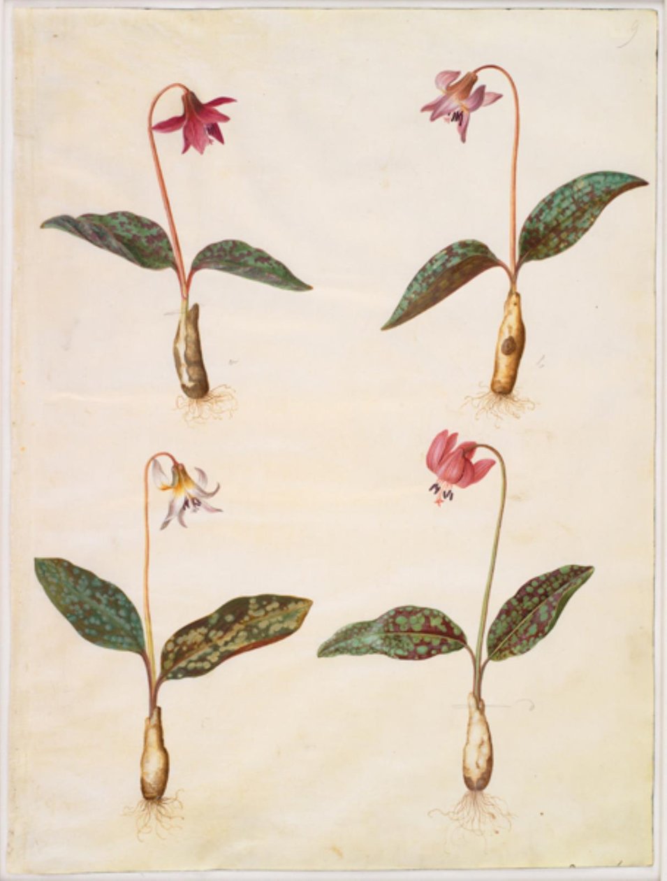 Erythronium dens-canis (ægte hundetand) af Hans Simon Holtzbecker