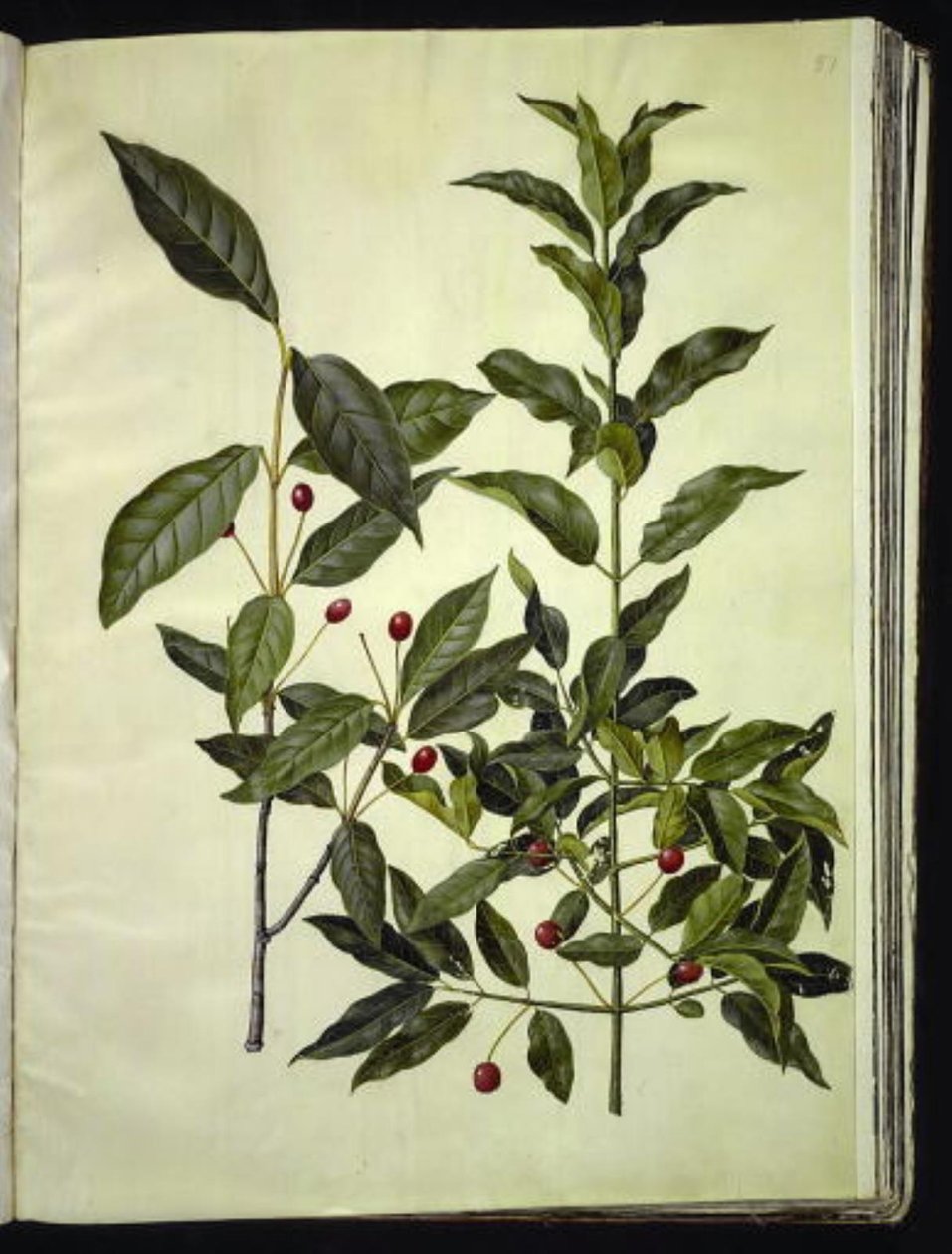 Euonymus latifolius (bredbladet benved); Euonymus europaeus (almindelig benved) af Hans Simon Holtzbecker