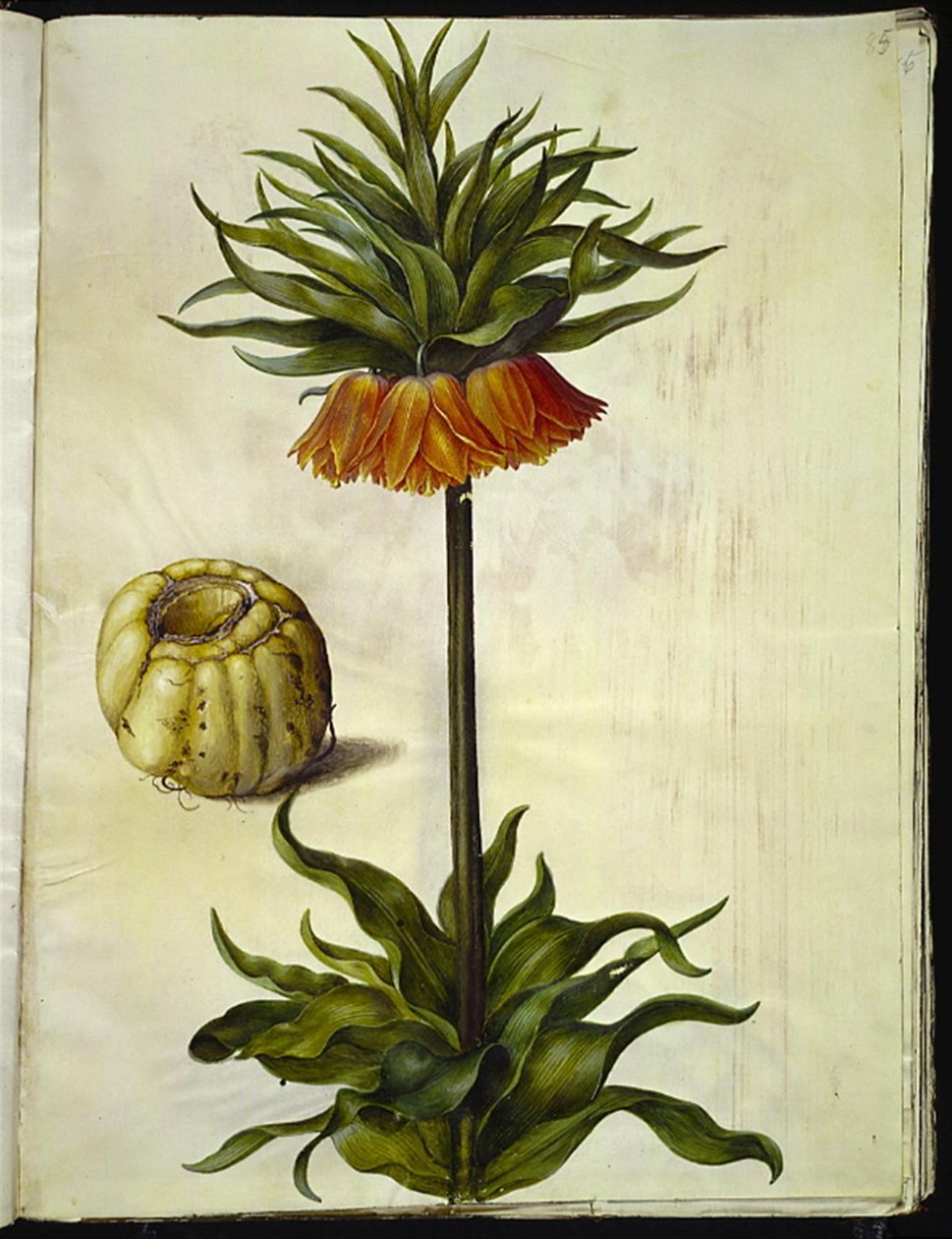 Fritillaria imperialis (kejserkrone) af Hans Simon Holtzbecker