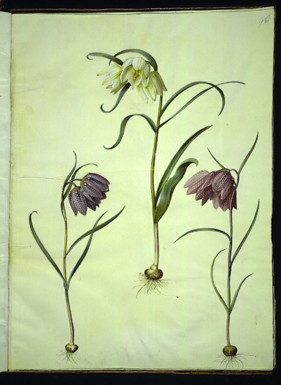 Fritillaria meleagris (almindelig vibeæg) af Hans Simon Holtzbecker