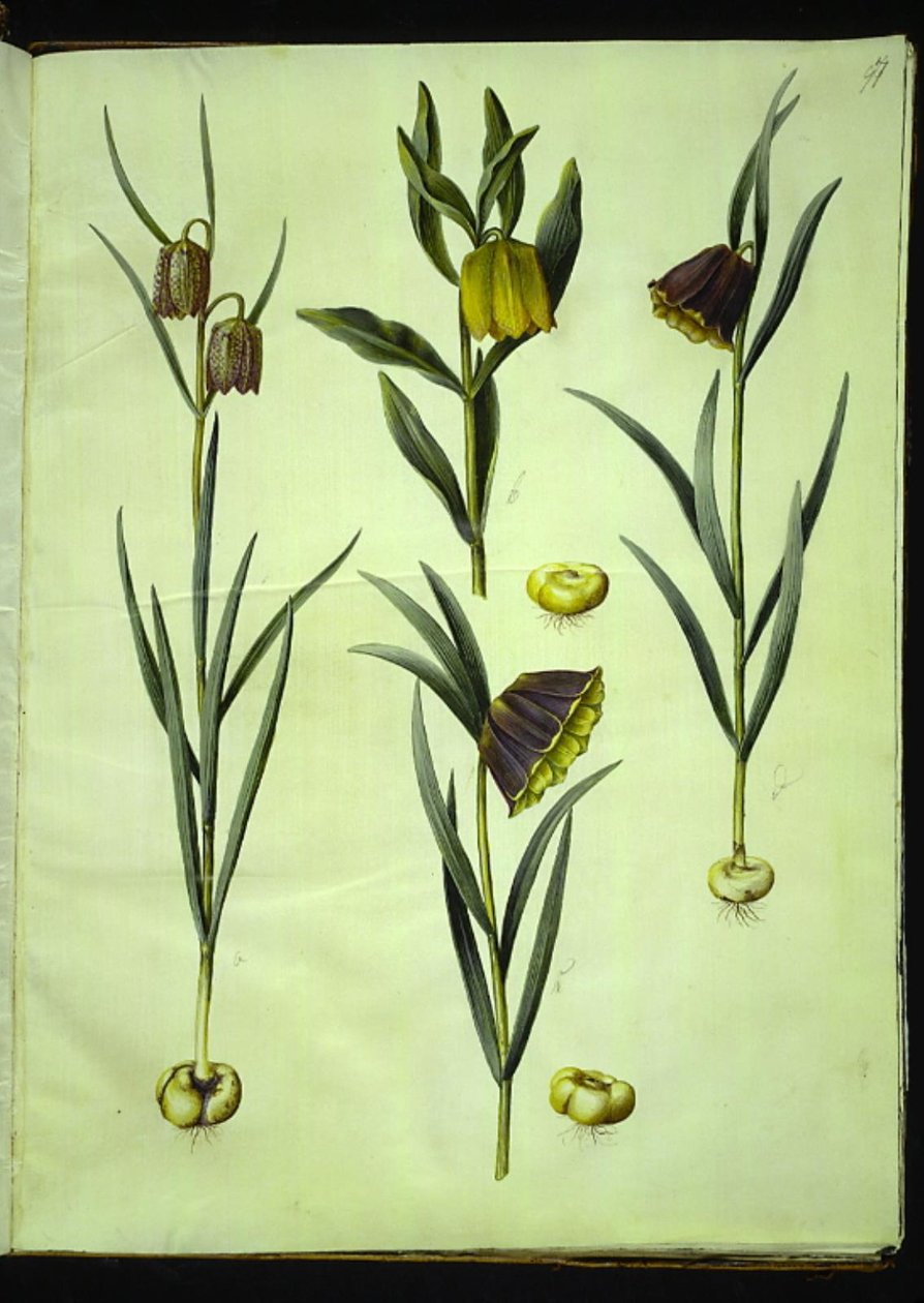 Fritillaria meleagris (almindelig vibeæg); Fritillaria aurea eller Fritillaria tubiformis & moggridgei (vibeæg); Fritillaria montana af Hans Simon Holtzbecker