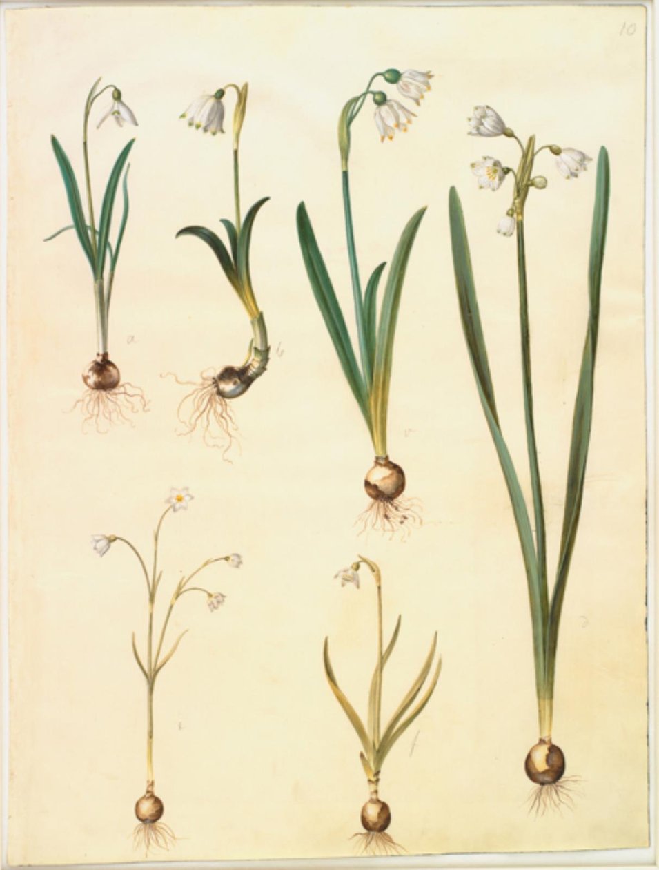 Galanthus nivalis (almindelig vintergæk); Leucojum vernum (dorotealilje); Leucojum aestivum (sommer-hvidblomme); Leucojum autumnale (høst-hvidblomme) af Hans Simon Holtzbecker