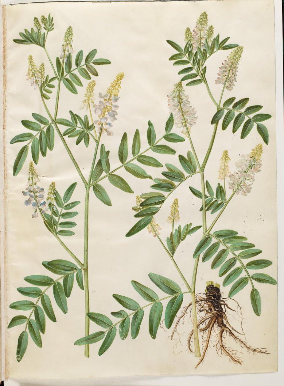 Galega officinalis (læge-stregbælg) af Hans Simon Holtzbecker