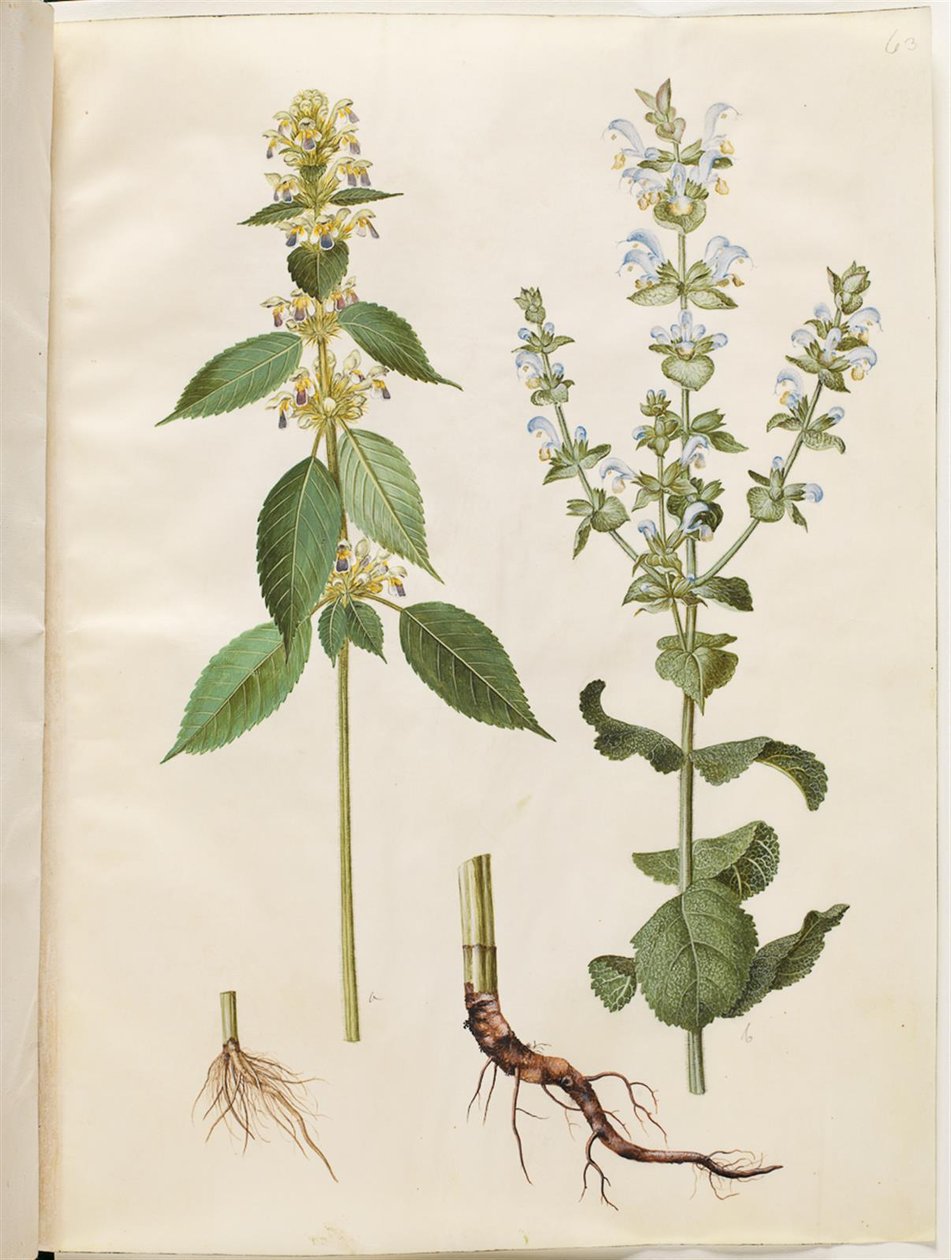 Galeopsis speciosa (hamp-hanekro); Salvia sclarea (broget salvie) af Hans Simon Holtzbecker