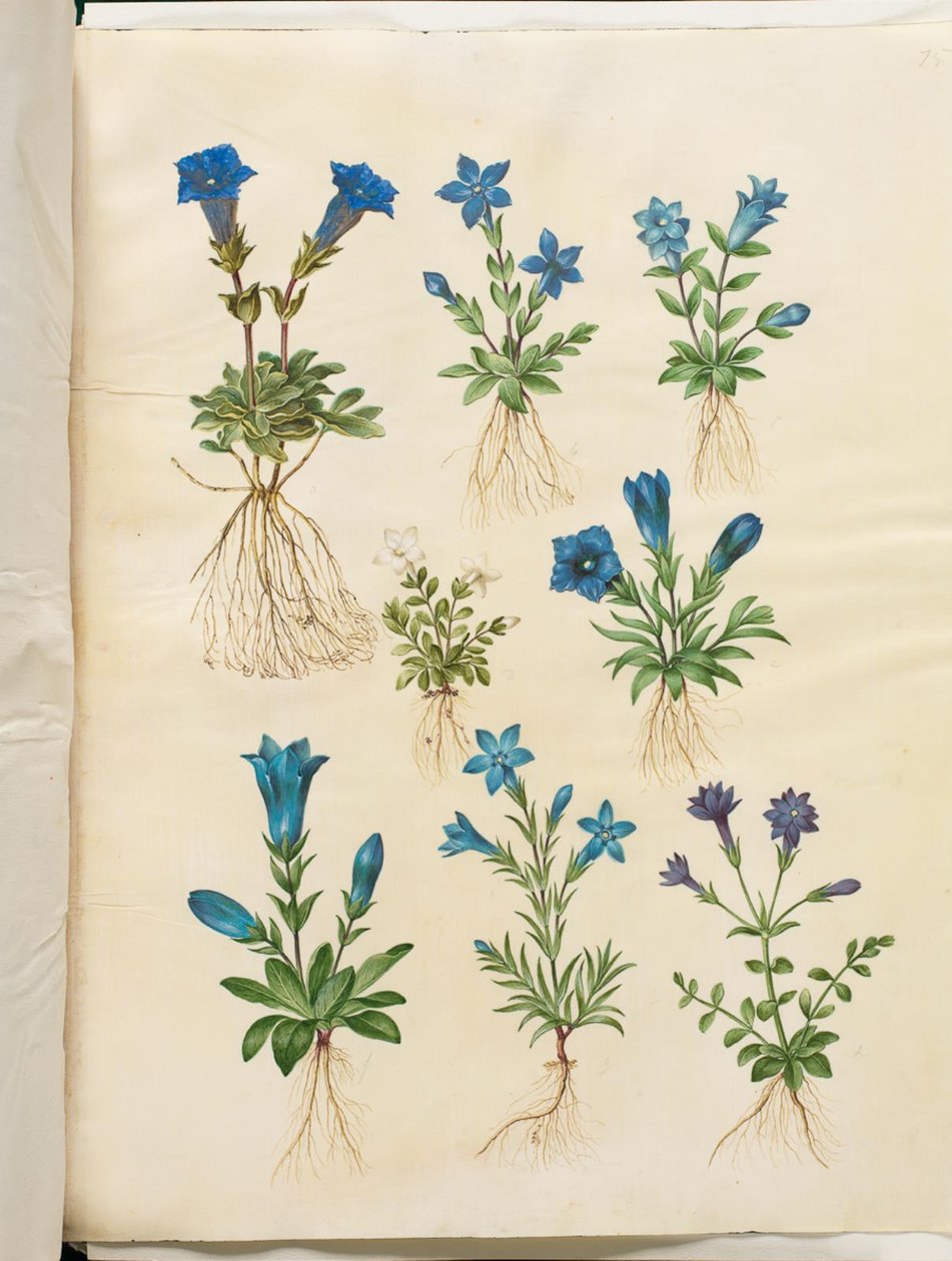 Gentiana acaulis (stængelløs ensian); Gentiana verna (vår-ensian); Gentiana acaulis (stængelløs ensian); Gentiana (art af ensian) af Hans Simon Holtzbecker