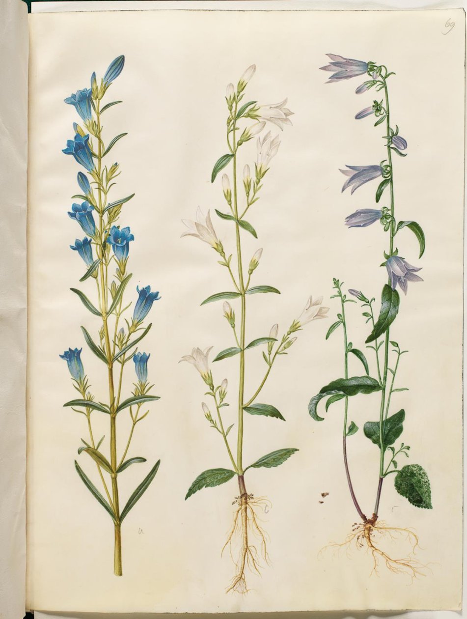 Gentiana pneumonanthe (klokkegentian); Campanula patula (engklokke); Campanula rapunculoides (ensidig klokke) af Hans Simon Holtzbecker