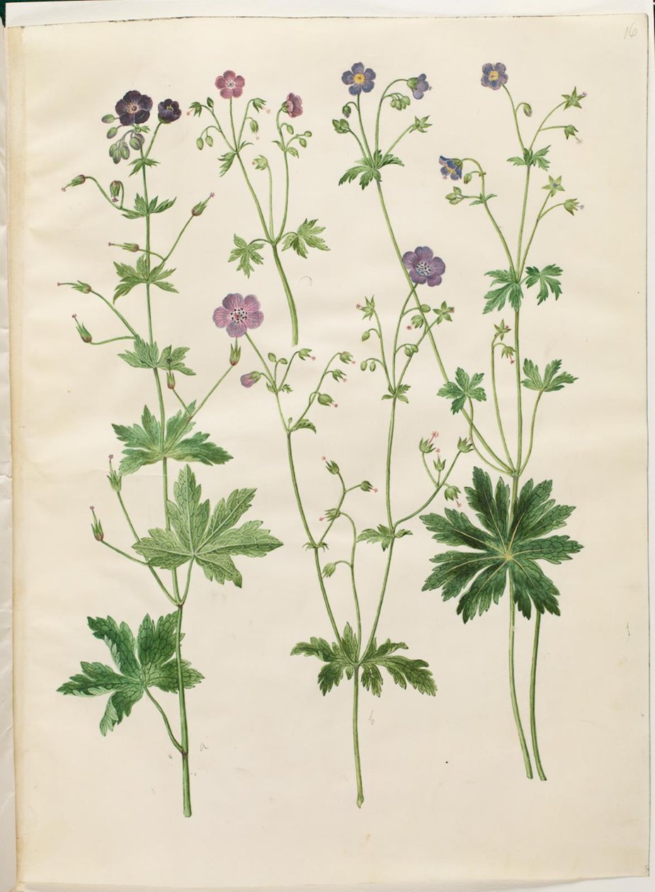 Geranium phaeum (bølgekronet storkenæb); Geranium sylvaticum (skov-storkenæb) af Hans Simon Holtzbecker
