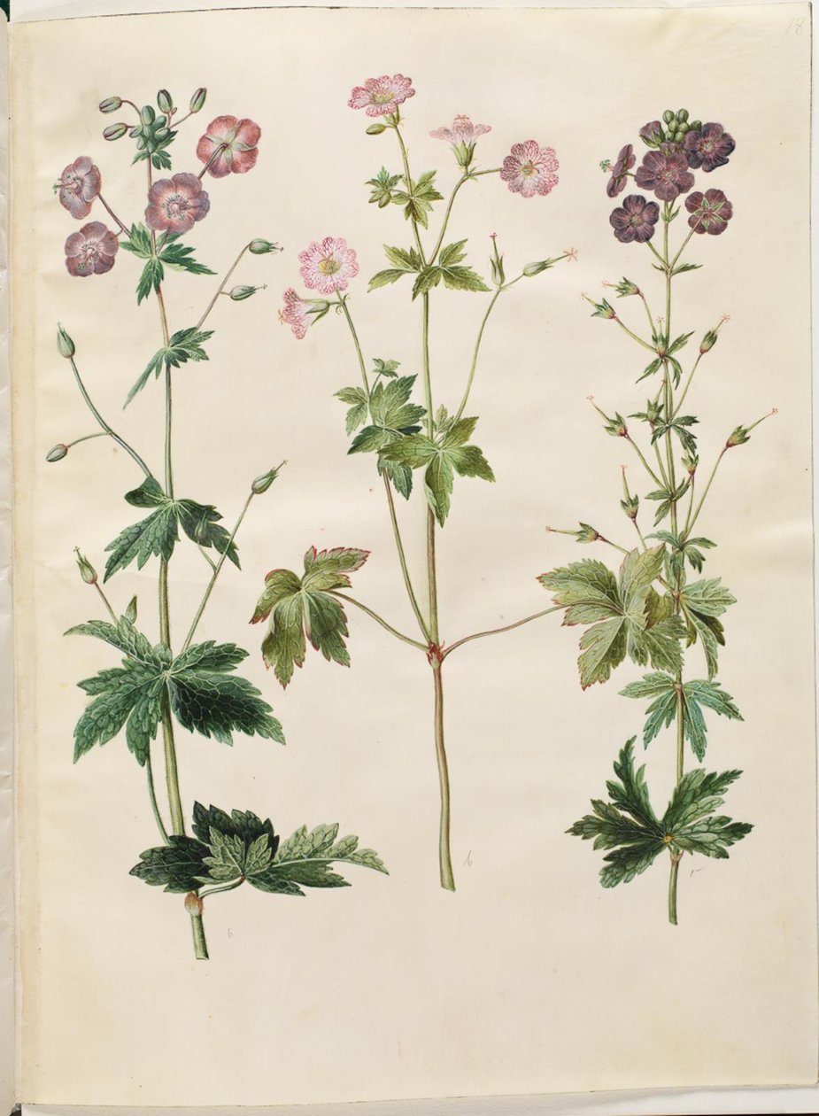 Geranium phaeum (bølgekronet storkenæb); Geranium versicolor (net-storkenæb) af Hans Simon Holtzbecker