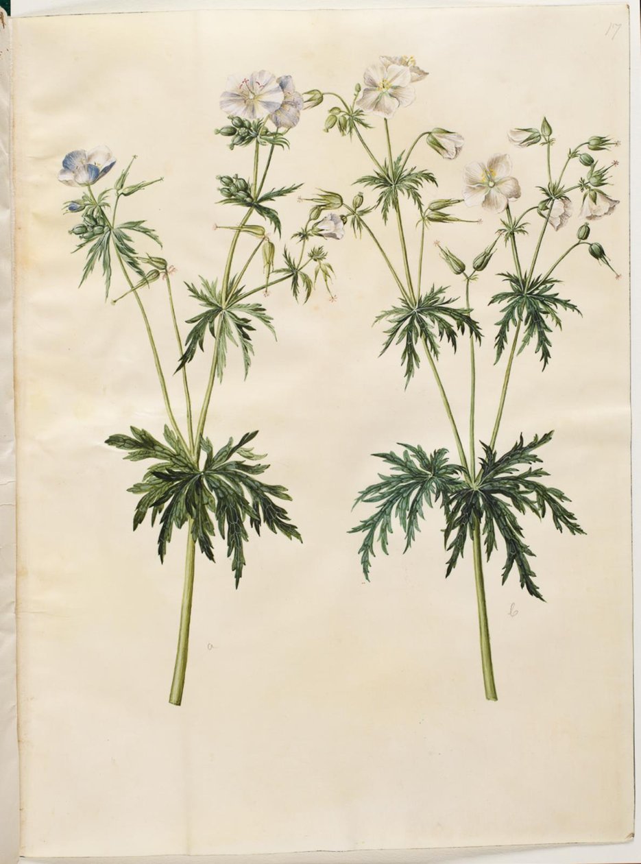 Geranium pratense (eng-storkenæb) af Hans Simon Holtzbecker