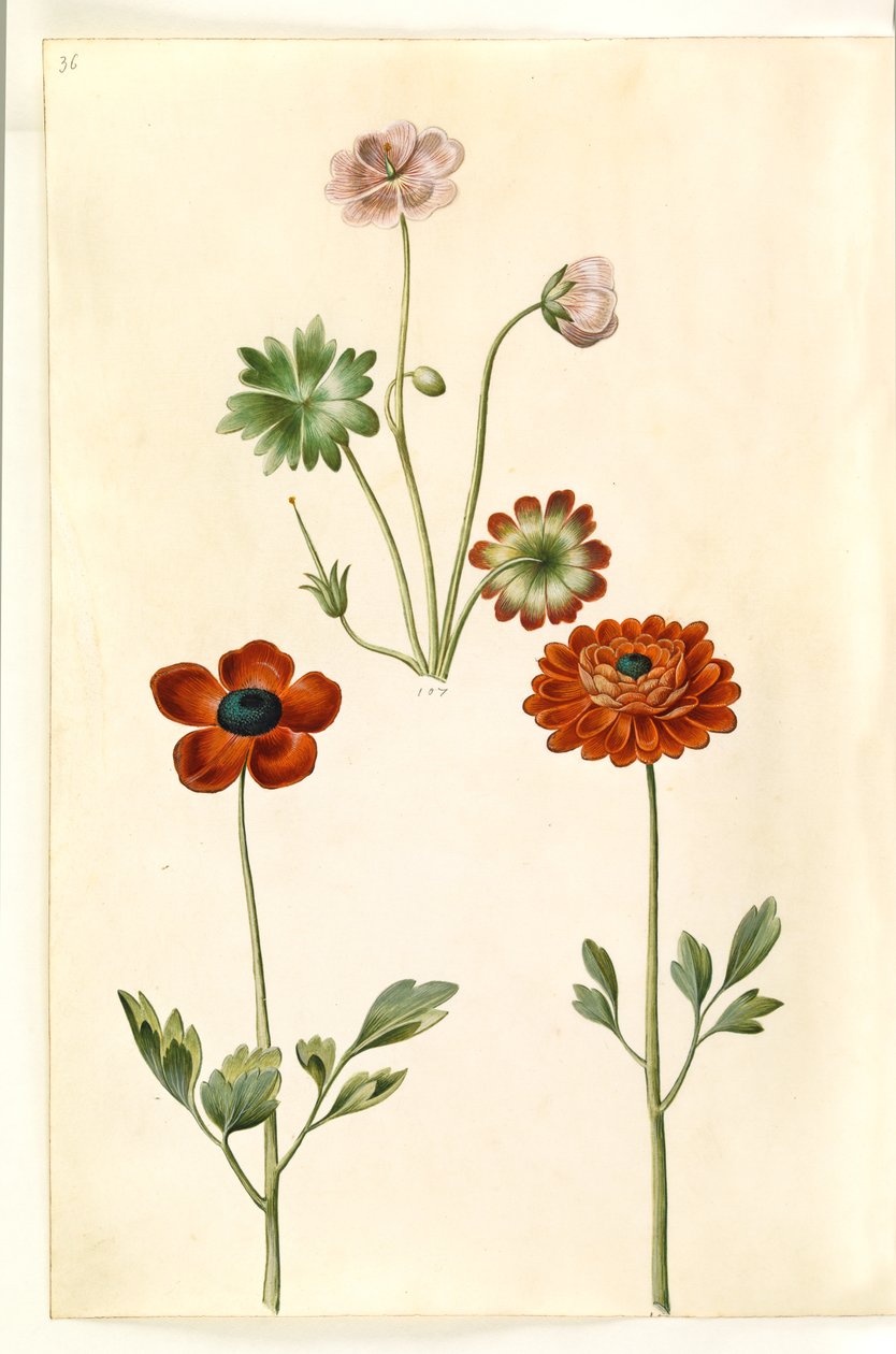 Geranium sanguineum striatum (stribet storkenæb); Ranunculus asiatica (har-ranunkel) af Hans Simon Holtzbecker
